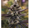 Банановий Пурпурний Пунш (Auto.Fem.) 1 шт. (дрібне насіння!) / Banana Purple Punch 2026 
